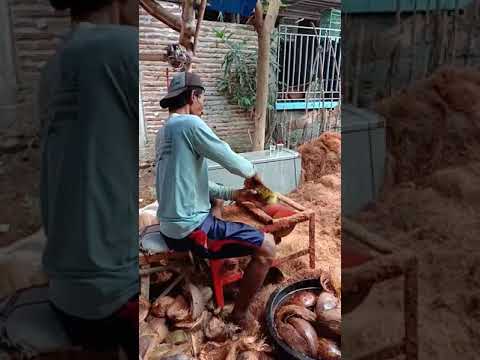 Video: Substrat untuk anggrek. Substrat kelapa dalam briket