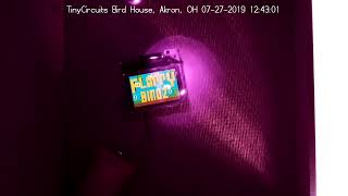 TinyCircuits LiveStream demonstration