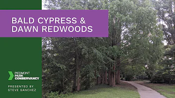 Are redwoods and cypress related?