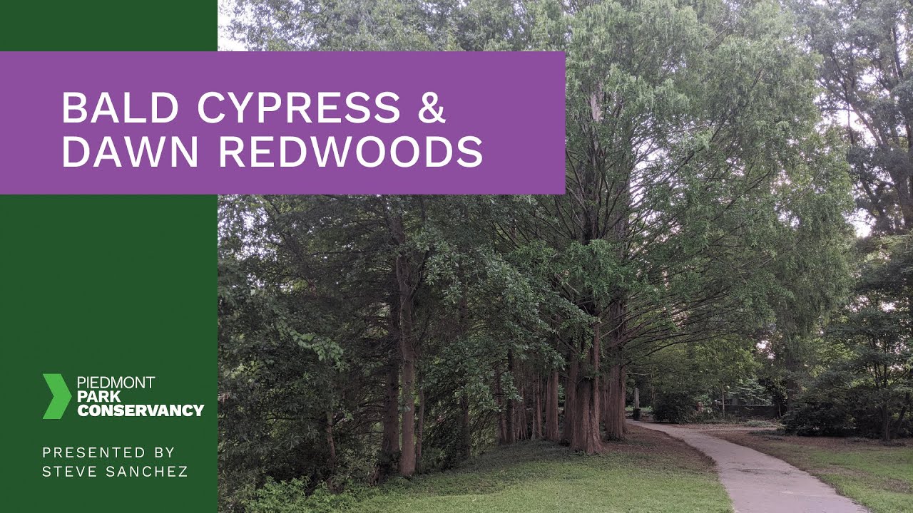 Bald Cypress And Dawn Redwood - Tree Tour Series