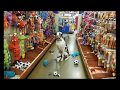 Saratoga Dog Trainers / Clifton Park Dog Trainers / 10 Month Great Dane, Syem Saratoga Dog Trainers / Clifton Park Dog Trainers / 10 Month Great Dane, Syem