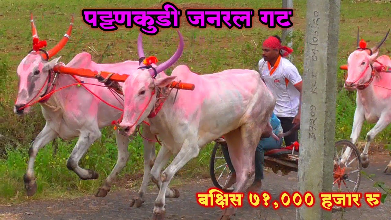 पट्टणकुडी जनरल गट  71,000 ₹ गजू ओलेकर व प्रमोद थोरात यांची गाडी प्रथम (गाडीवान बंडा खिलारे ) karnatk