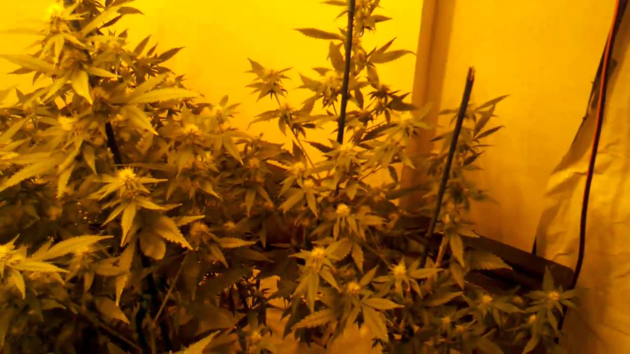 My grow room set up!!