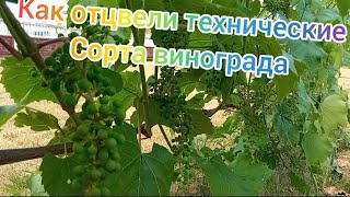 Как отцвели технические сорта винограда.Результат