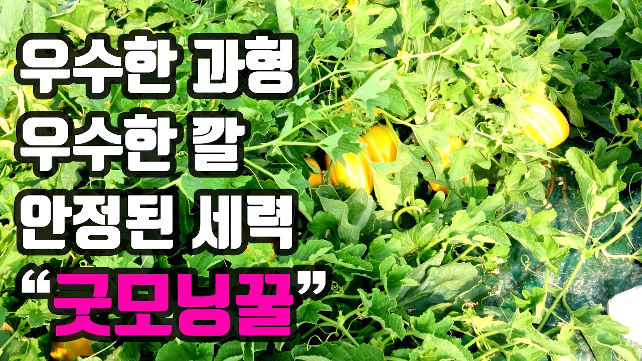 참외 굿모닝꿀 품종 작황점검 1탄
