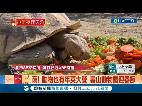 萌翻天! 動物也有年菜大餐 壽山動物園迎春 羊駝.兔子.熊狸享用美味年菜│記者 吳繢杉 劉安晉│【萌寵54來當家】20240208│三立新聞台