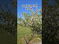 Apple tree. #nature #tree