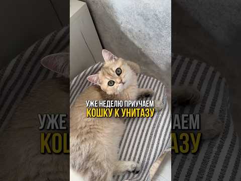 Как мы приучаем нашу кошку к унитазу🐱🚽 #кошка #котики #кот #питомцы #любимцы #коты #кошки #котик