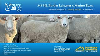 Stump Hill Pastoral-345 SIL Border Leicester x Merino Ewes-APlus-Tue28Apr2026 - National Sheep Sale.