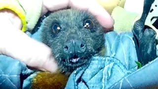 Rescuing a flying-fox hit by a car;  this is Tomato by Megabattie 1,980 views 2 weeks ago 6 minutes, 20 seconds
