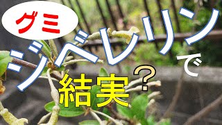 家庭菜園・果樹：「グミ」のジベレリン処理をしました。結果・・・