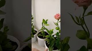 #Қазақстан#гүлдер#эустома