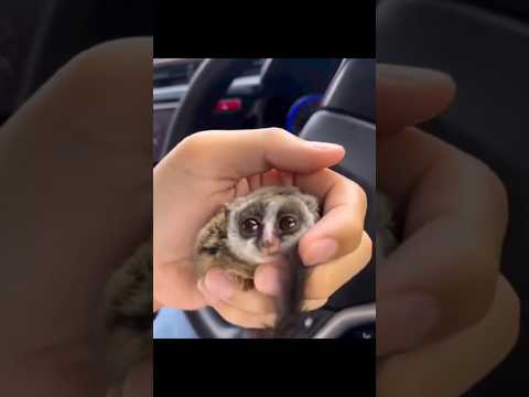 Imagine having a bush baby as pet