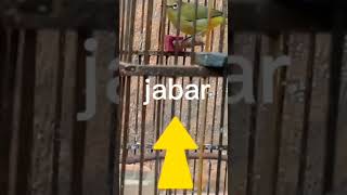 Perbedaan pleci dakun jatim dan jabar