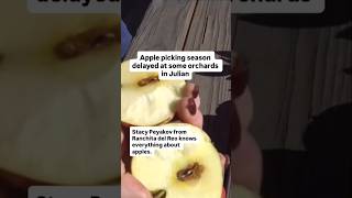 Apple picking season delayed at some orchards in Julian