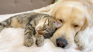 Cat Playfully Attacks His Den Retriever Buddy Then Falls Asleep Like Nothing Happened