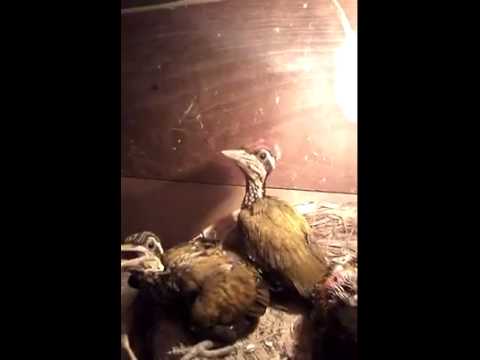 Pelatuk Bawang Dedy Ajja Youtube