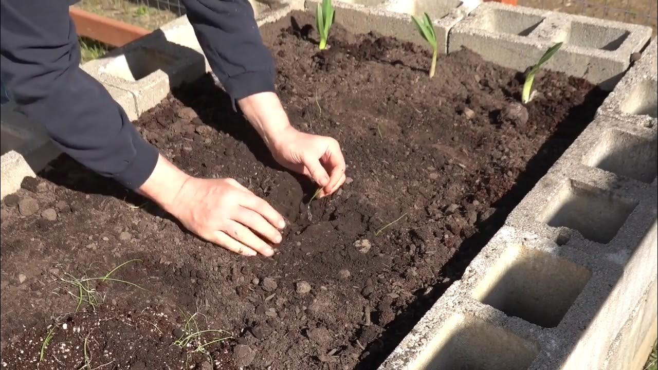 Growing Onions in Raised Beds YouTube