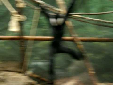 White-Cheeked Gibbon - Lincoln Park Zoo - Primate ...