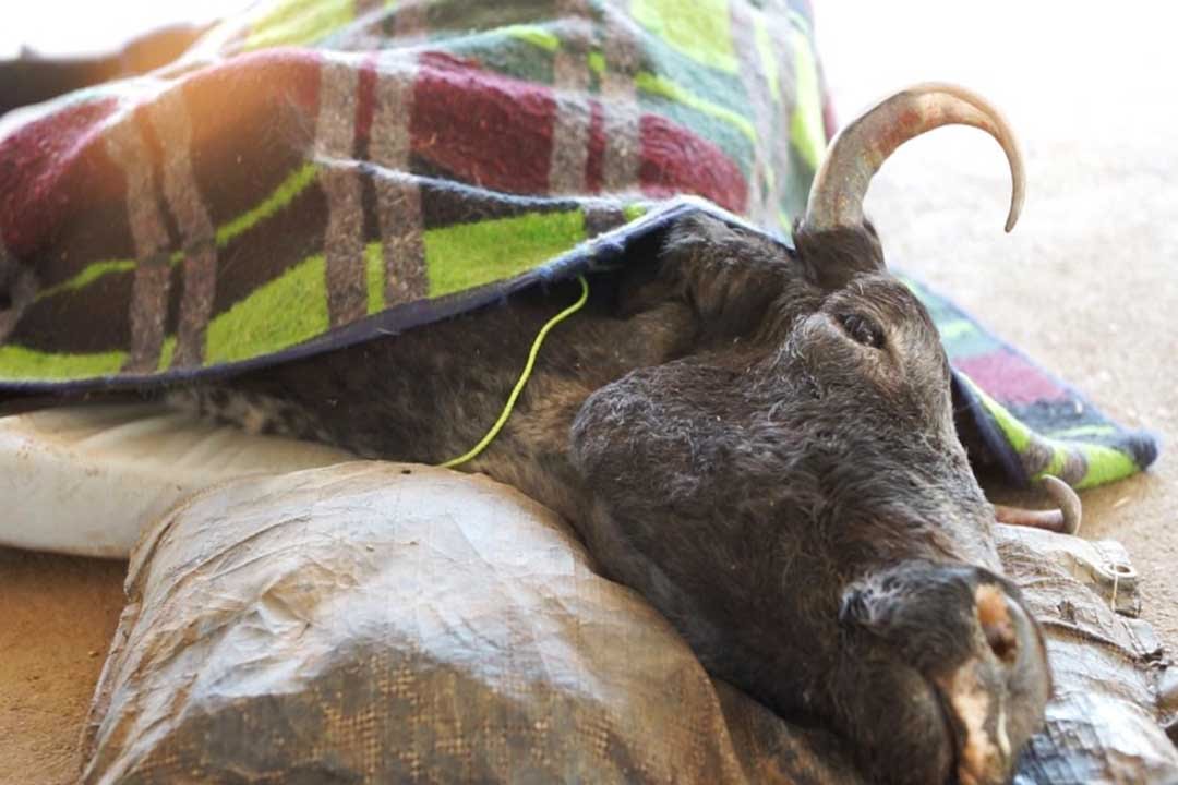 Animal Aid | Udaipur India