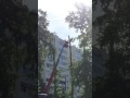 В уфимских дворах вырубают деревья после урагана в Москве