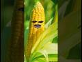 Alifunbaa Taun SaaI I Naat Islamic video #catie #funny #islamicsong #fruit #cartoon #fruitcutting