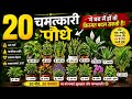 90% लोग नहीं जानते इन पौधों का राज 😳 | 20 चमत्कारी पौधे जो धन की वर्षा करते हैं. 