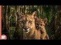 On the Brink: The Secret Life of the Endangered Florida Panther