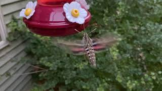 Gorgeous White-Lined Sphinx Moth!
