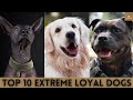 Top 10 Most Extreme Loyal Dog Breeds | Blush &amp; Laugh | 2021