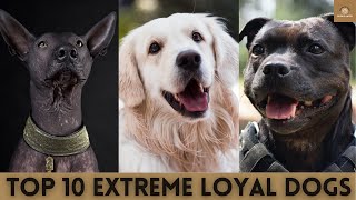 Top 10 Most Extreme Loyal Dog Breeds | Blush &amp; Laugh | 2021