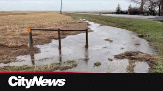Spring rain brings relief for Alberta farmers