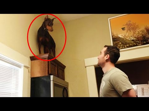 The Craziest Things Dogs Have Ever Done 😂