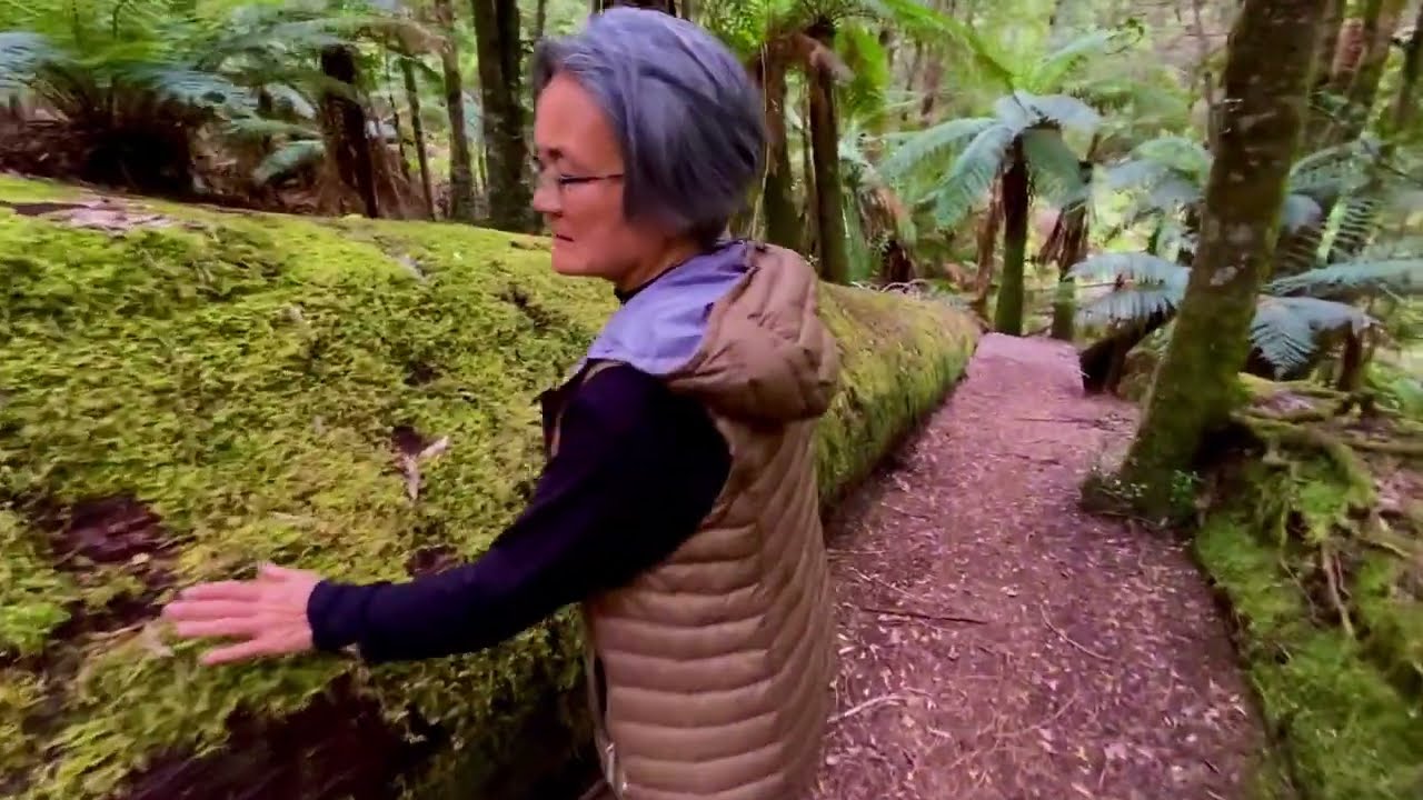 Styx big tree forest. Largest flowering trees in the world. Tasmanian wilderness.