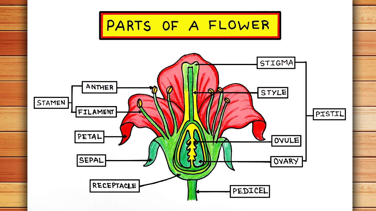 Blank Picture Of Parts A Flower | Best Flower Site