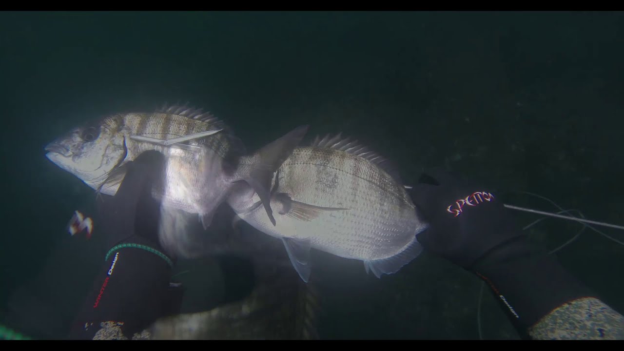 Pesca submarina A Coruña, pulpos y demás. Agosto 2020