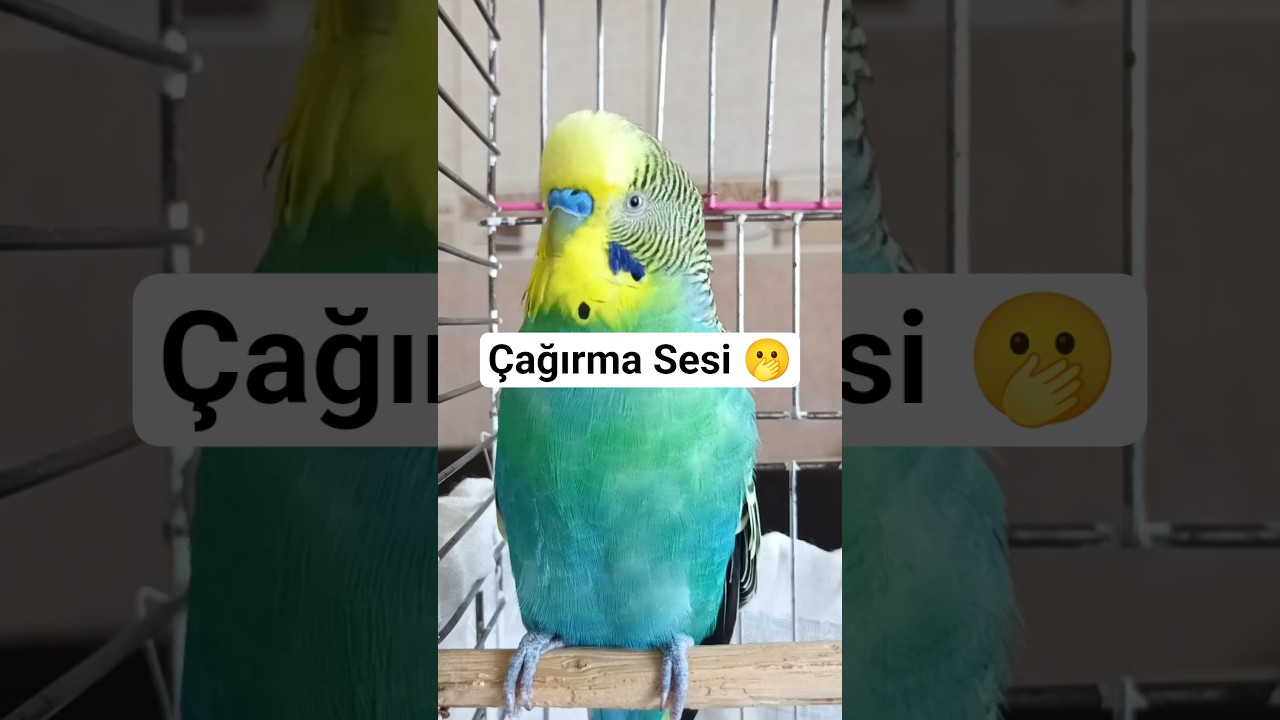 Muhabbet Kuşu Çağırma Sesi #muhabbetkuşu #birds #budgies #talkingparot #parrot #cute #parakeet