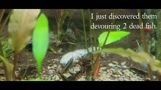 Aquarium Tank Shrimp Benefit by The Other Guy 99 views 4 months ago 1 minute, 30 seconds