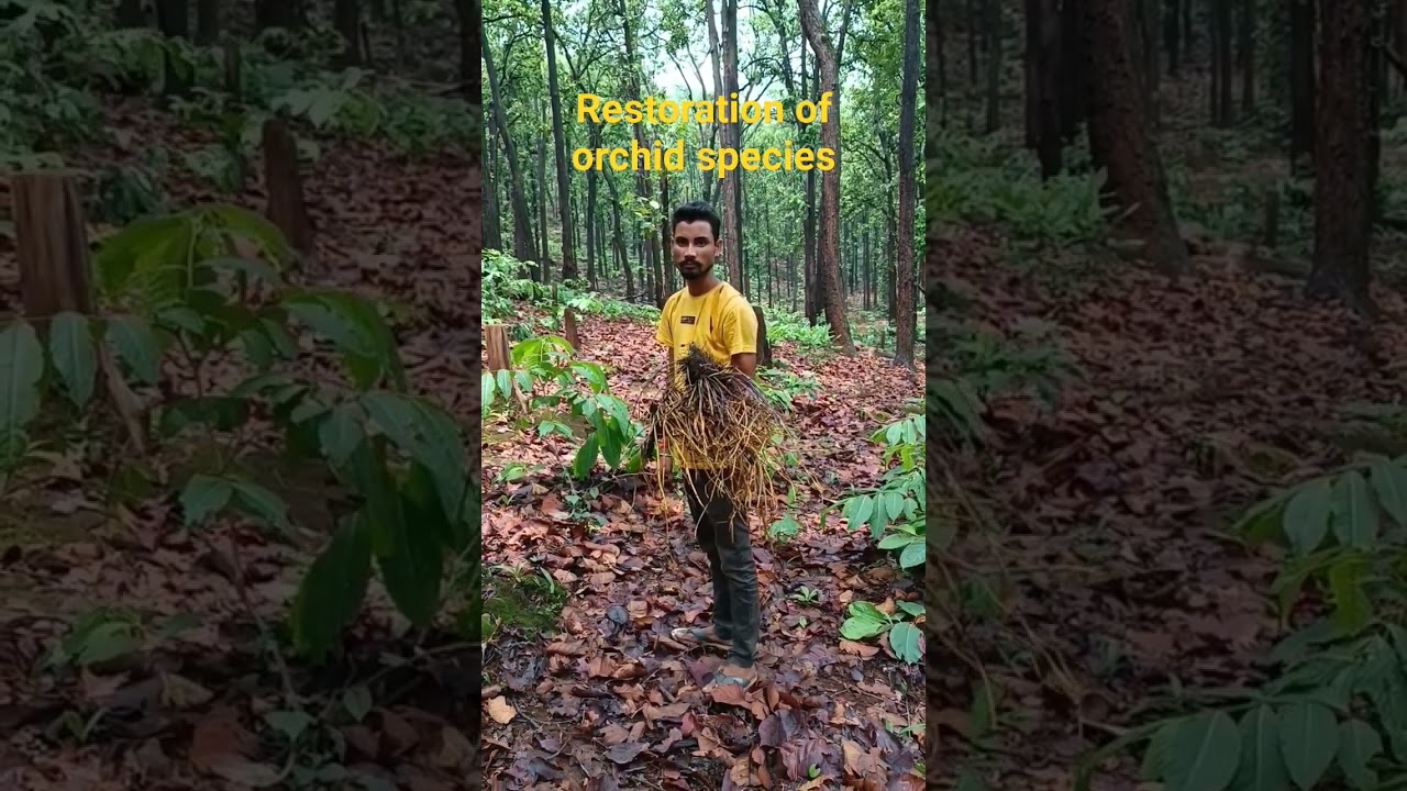 Restoration of Orchid species 