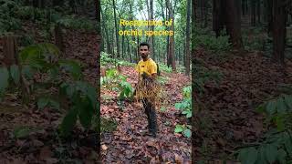 Restoration of Orchid species #orchid #orchids #restoration #nature #biodiversity #forest