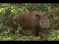 Sumatran Rhino, Sumatra-Nashorn, Badak Sumatera, Dicerorhinus sumatrensis