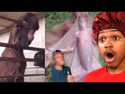 You Won't Believe What's In The Clauguzman Leak