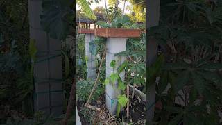 Rot Proof #Dragonfruit #Trellis made of Hollow Blocks