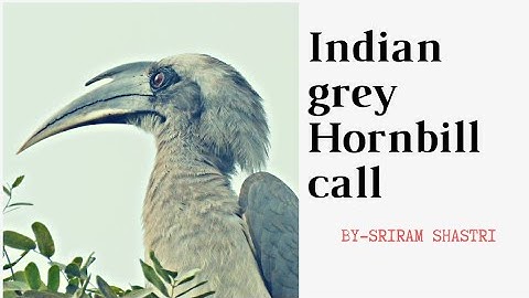 Indian grey hornbill call