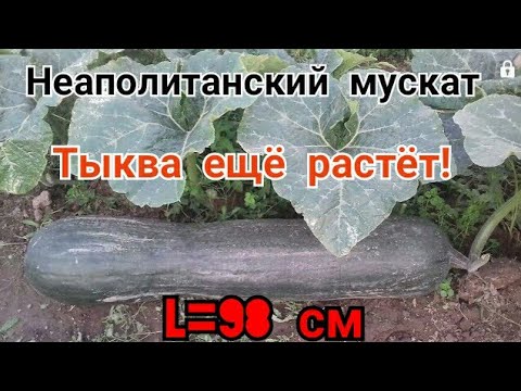 Тыквы мускатных сортов!