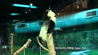 頑皮圓仔又有新花招 20150701