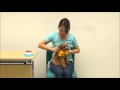 犬の洋服の着せ方（慣らせ方）by遠藤エマ トレーナー