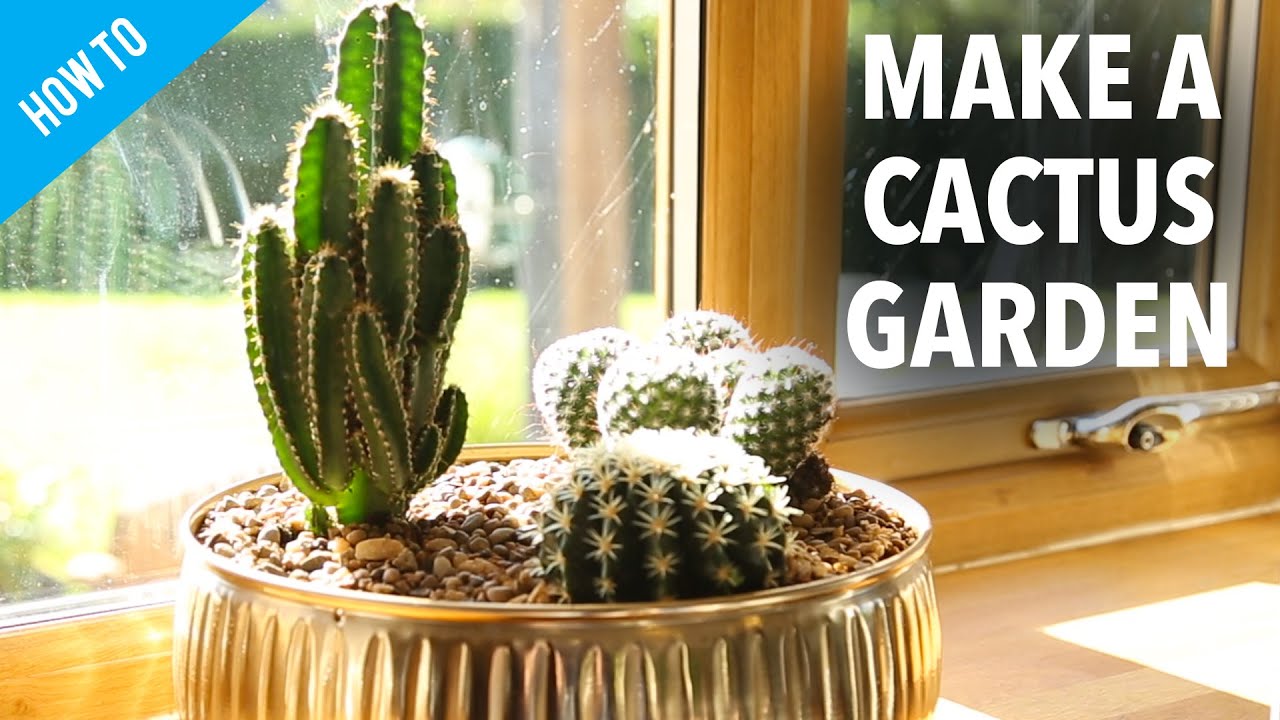 How to make a Cactus Garden 