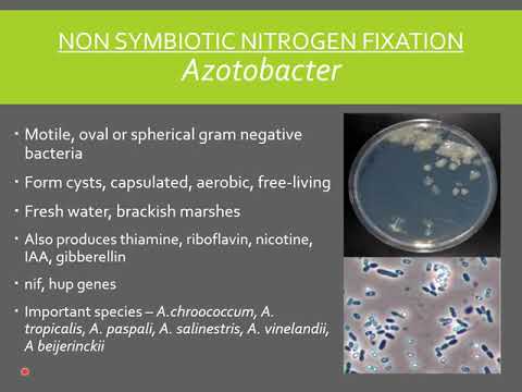 Video: Rozdíl Mezi Azotobacter A Azospirillum