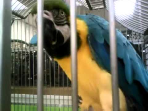camera iphone 8 plus apk Macaws Meal Time